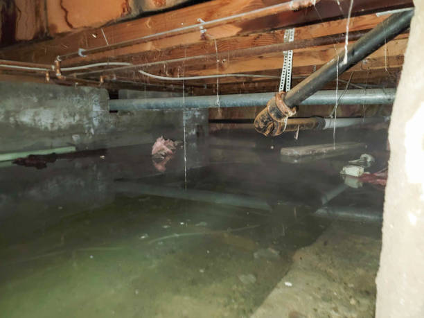 Best Basement water damage restoration  in Cumberland, MD