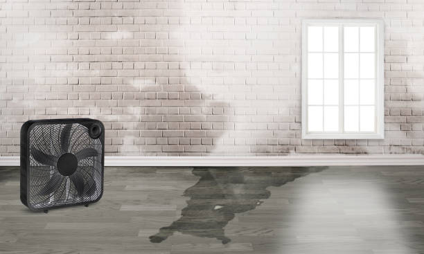 Best Ceiling water damage repair  in Cumberland, MD