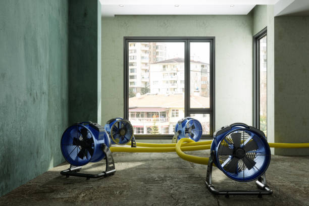 Best Water damage contractors near me  in Cumberland, MD
