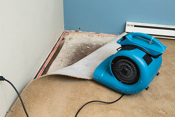 Best Flood restoration services  in Cumberland, MD